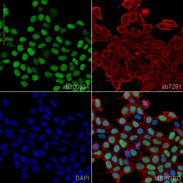 Anti-Oct4 antibody [EPR17980](AB200834)