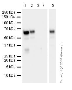Anti-Estrogen Receptor alpha antibody [EPR4097](AB108398)