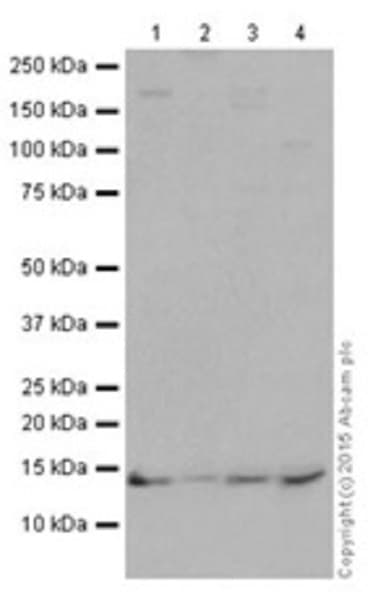 Anti-Histone H2A antibody [EPR17470] - ChIP Grade(AB177308)