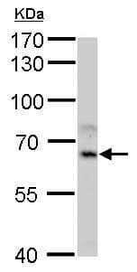 Anti-CYP1A1 antibody(AB209824)