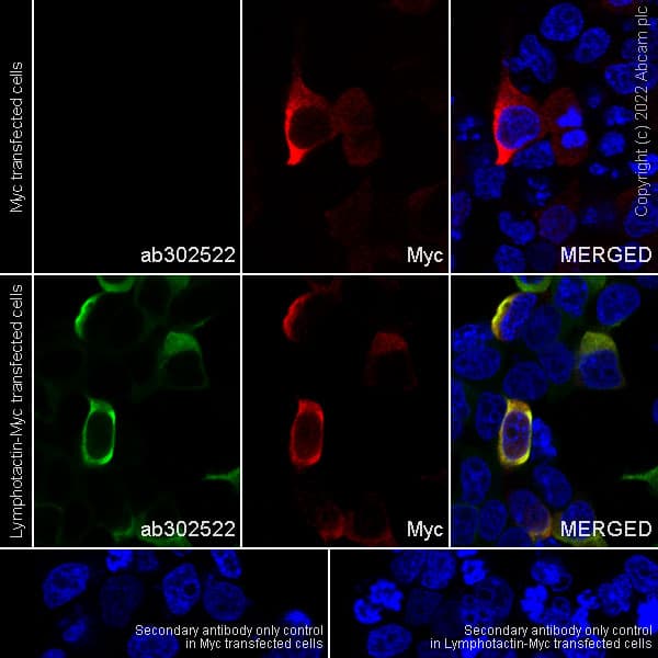 Anti-XCL1+XCL2 antibody [EPR26181-30] (BSA and Azide free)(AB302523)