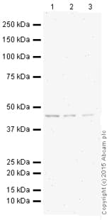 HRP Anti-Citrate synthetase antibody [EPR8067](AB196861)