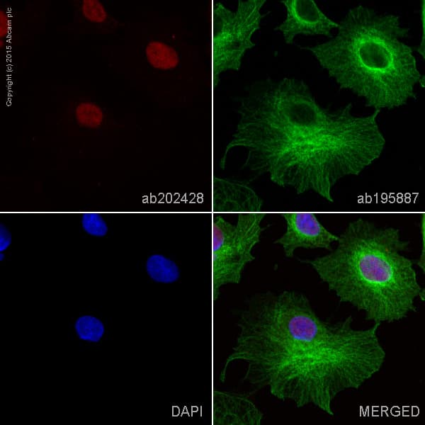 Alexa Fluor 647 Sox9 Antibody Epr12755 Ab202428  Immunocytochemistry Immunofluorescence Img67543