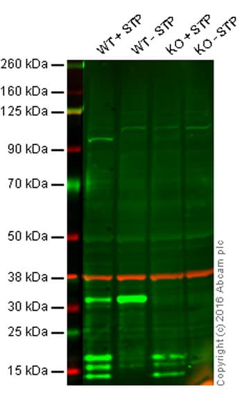 Anti-Caspase-3 antibody [EPR18297](AB184787)