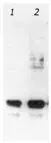 Gfp Antibody Ab13970 Western Blot Img25192