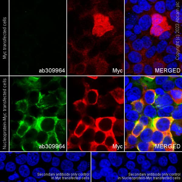 Alexa Fluor® 647 Anti-Myc tag antibody [9E10](AB223895)