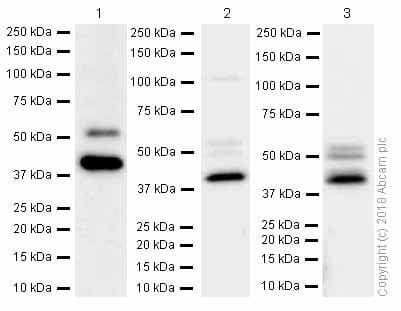 Anti-Cdk9 antibody [EPR3119Y](AB76320)