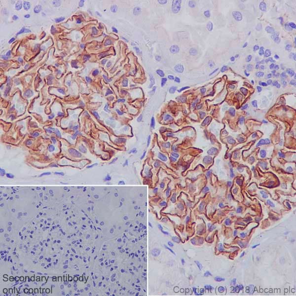 Anti-ZO1 tight junction protein antibody [EPR19945-296](AB221547)