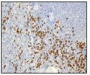 S100a9 Antibody Epr3556 Bsa And Azide Free Ab227571  Immunohistochemistry Formalin Pfa Fixed Paraffin Embedded Sections Img132905