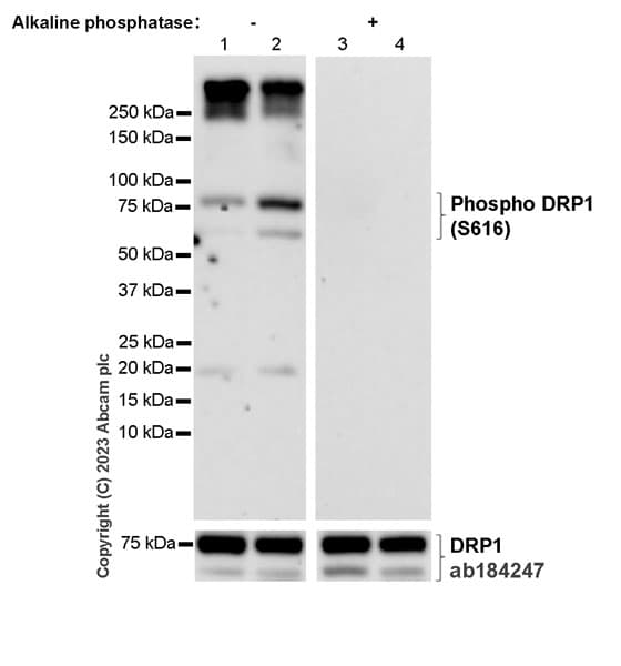 Anti-DRP1 antibody [EPR19274](AB184247)