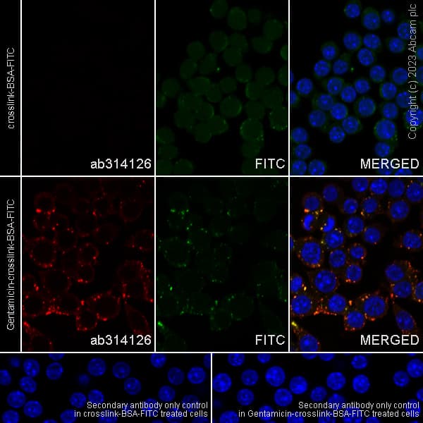 Gentamicin Antibody Epr27991 65 Bsa And Azide Free Ab314127  Immunocytochemistry Immunofluorescence Img419885
