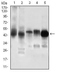 Pdk2 Antibody 3f2d7 Ab201964  Western Blot Img118517