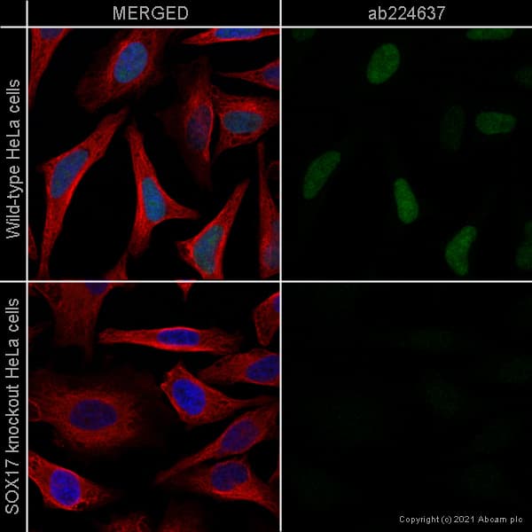 Anti-SOX17 antibody [EPR20684](ab224637)