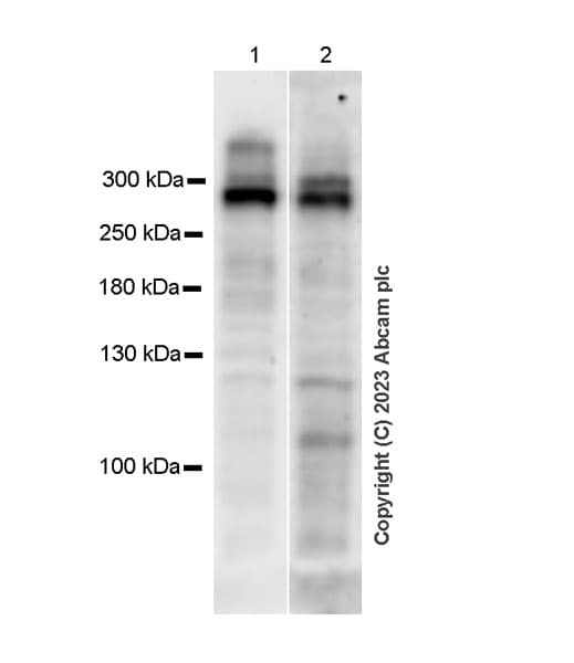 Anti-Nesprin 2 antibody [EPR28137-54](AB314872)