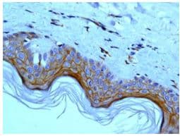 Anti-Periplakin antibody [EPR8296] - BSA and Azide free(AB248397)