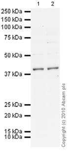 Anti-MiTF antibody [D5](AB3201)
