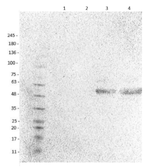 Anti-EAAT1 antibody(AB235203)