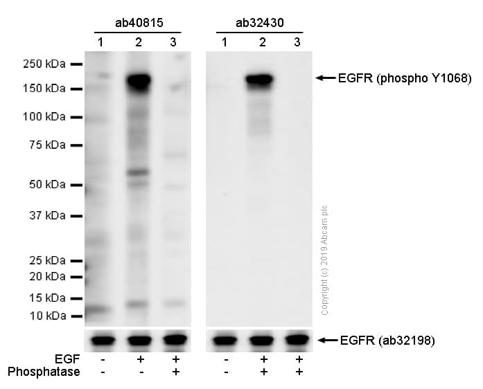 Anti-EGFR (phospho Y1068) antibody [EP774Y](AB40815)