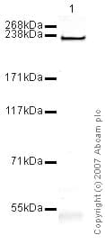 Heavy Chain Cardiac Myosin Antibody Ba G5 Bsa And Azide Free Ab174640  Western Blot Img87846