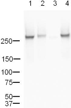 Anti-RNA polymerase II CTD repeat YSPTSPS (phospho S5) antibody(ab5131)