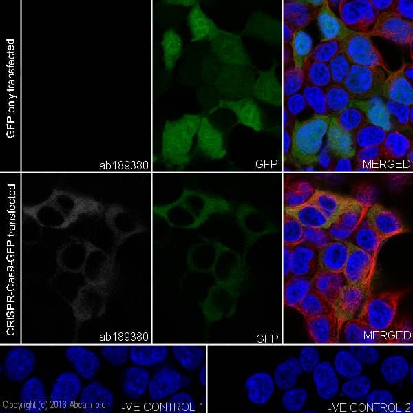 Anti-CRISPR-Cas9 antibody [EPR18991] - BSA and Azide free(AB232379)