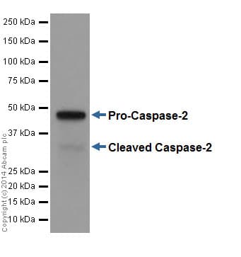 Caspase 2 Antibody Epr17881 Bsa And Azide Free Ab250636  Western Blot Img40397
