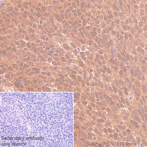 Anti-eIF4E antibody [Y448] - BSA and Azide free(AB240923)