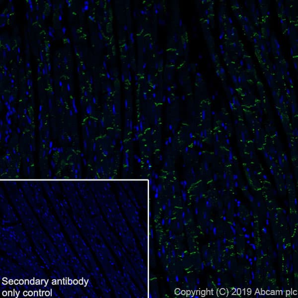 Anti-Connexin 43 / GJA1 antibody [EPR22955-101] - Intercellular Junction Marker(AB235585)