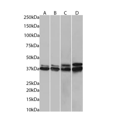 Hnrnp C1 C2 Antibody 4f4 Ab316365  Western Blot Img426791