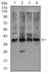 Rex1 Antibody 5e11e7 Ab175431  Western Blot Img104849
