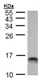 Anti-MIF antibody(AB227073)