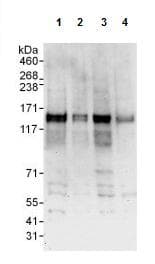 Anti-SCAP antibody(AB125186)