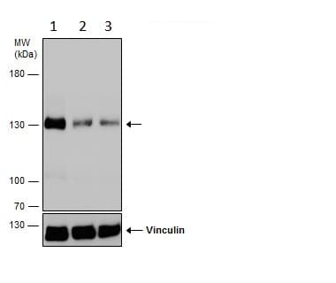 Anti-Dnmt3a antibody - N-terminal(AB228691)