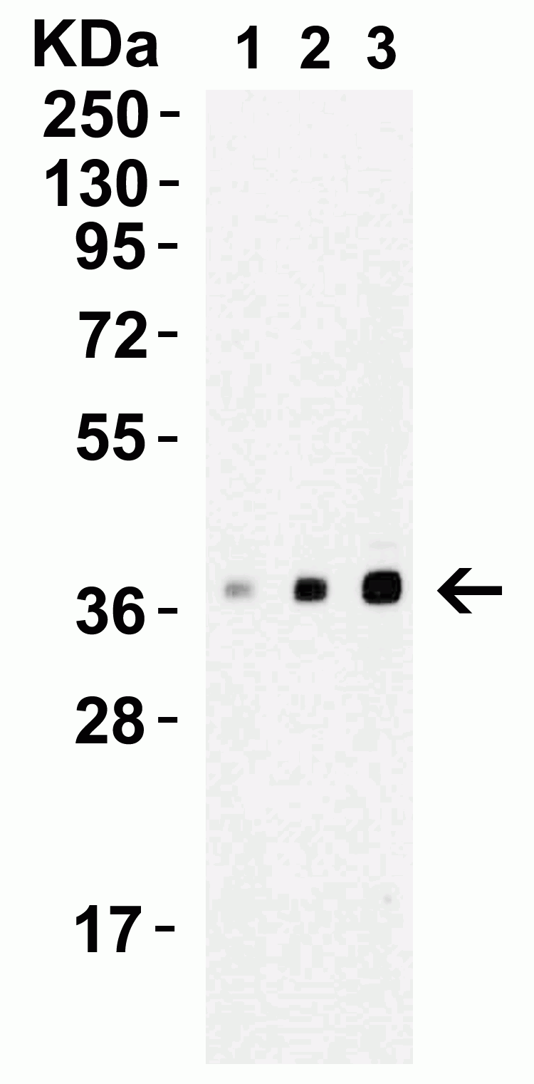 Anti-XBP1 antibody(AB37152)
