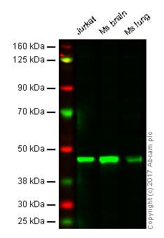 Mek2 Antibody Y78 Ab32517  Western Blot Img140553
