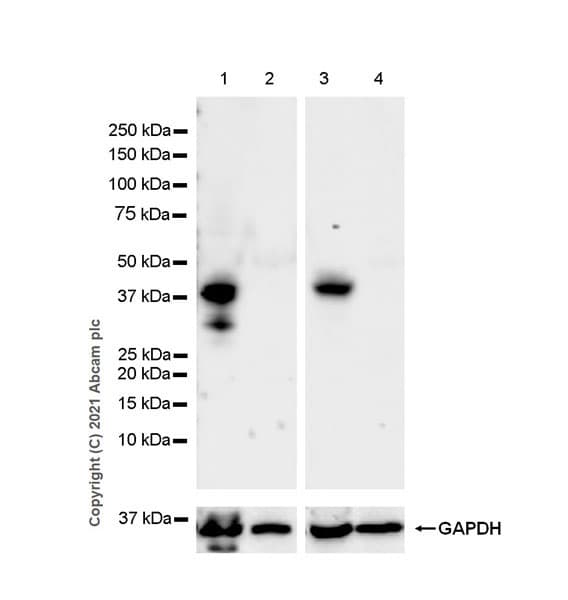 Tdo2 Tdo Antibody Epr23745 311 Bsa And Azide Free Ab281571  Western Blot Img3041