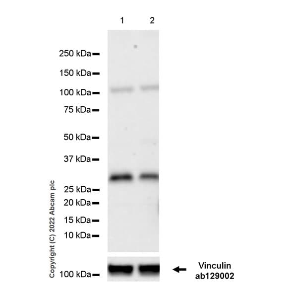Anti-SIAH1 antibody [EPR27101-45] - BSA and Azide free(AB305250)