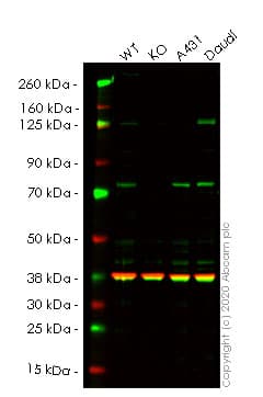 Ab257770  Western Blot Img2156