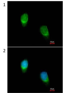 Wnt11 Antibody Ab96730  Immunocytochemistry Immunofluorescence Img29553