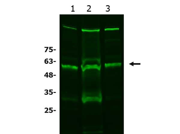 Anti-xCT antibody(AB216876)