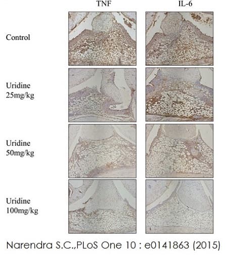 Rabbit specific HRP/Dab Detection IHC Kit(ab64261)