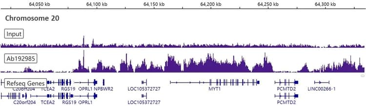 Anti-Histone H3 (tri methyl K27) antibody [EPR18607] - BSA and Azide free(AB222481)