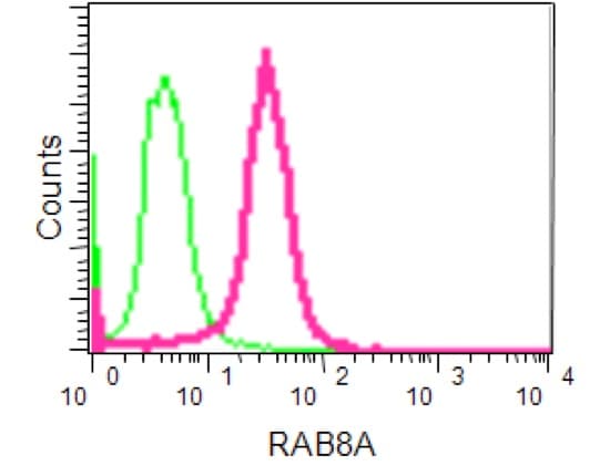 Anti-RAB8A antibody [EPR14873] - BSA and Azide free(AB271954)