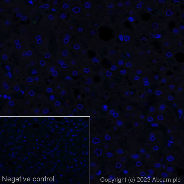 Alexa Fluor® 647 Anti-Aggrecan antibody [6-B-4](ab315140)