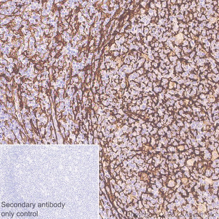 Anti-TMEM119 antibody [EPR25865-89] - BSA and Azide free(AB306584)