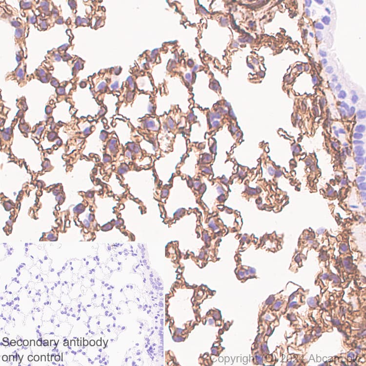 Cd34 Antibody Rm2052 Bsa And Azide Free Ab317589  Immunohistochemistry Formalin Pfa Fixed Paraffin Embedded Sections Img431384