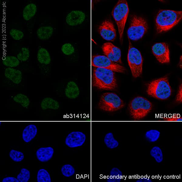 Anti-DOM3Z antibody [EPR27511-140] - BSA and Azide free(AB314125)