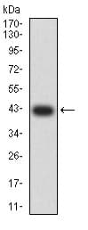 Anti-GRIK3/GluK3 antibody [2B3D1](AB233734)