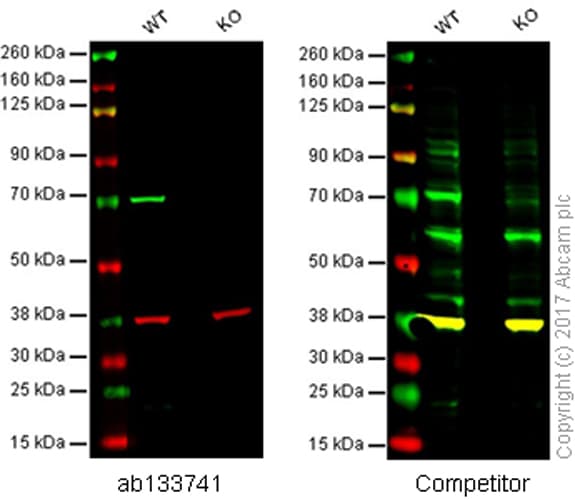 Anti-Lamin B1 antibody [EPR8985(B)] - Nuclear Envelope Marker(AB133741)