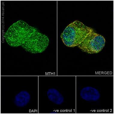 Mth1 Antibody Epr15934 Bsa And Azide Free Ab251235  Immunocytochemistry Immunofluorescence Img94009